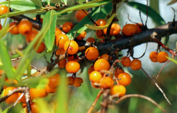 L’Argousier, une plante comestible et deux huiles